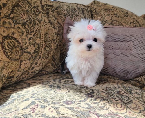 maltsk� �t��ata)(