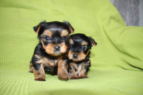 Rozko�n� a kr�sn� �t���tka miniaturn�ho yorkshire teri�ra na prodej.