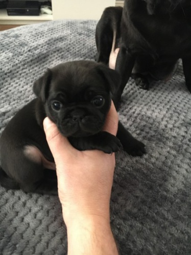 �ern� mops �t��ata k adopci.