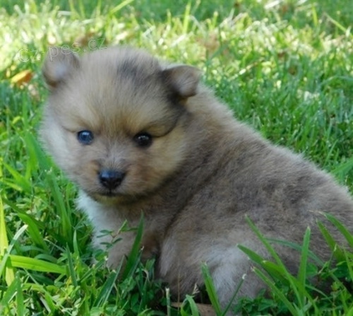 Hygienicky vycvi�en� miniaturn� �piclsk� �t��ata na prodej.