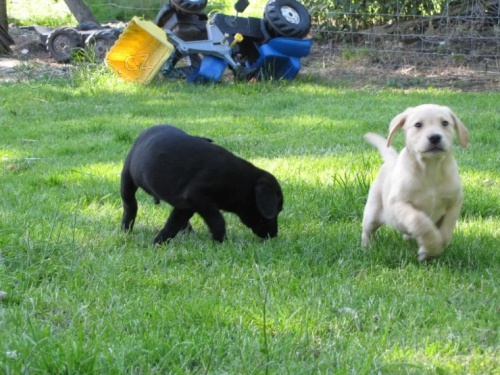 Zdrav� �t��ata labradorsk�ho retr�vra na prodej.