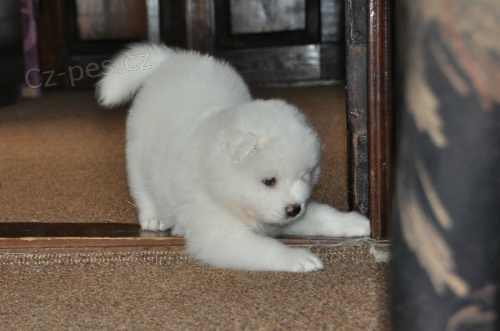 Samoyed �t�n� k dispozici pro nov� domov