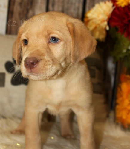 Zdrav� a kr�sn� �t��ata labradorsk�ho retr�vra na prodej.