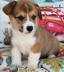 K dispozici jsou �istokrevn� registrovan� �t��ata Pembroke welsh corgi