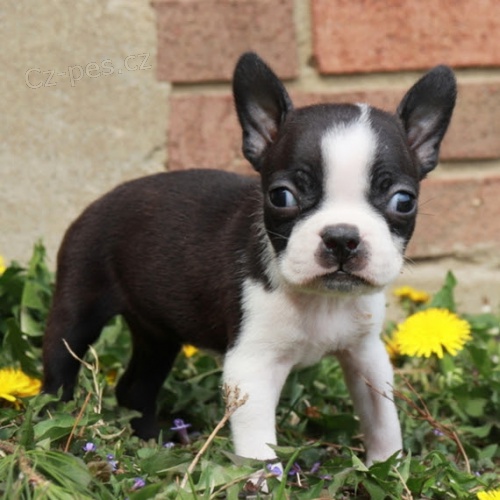 hygienicky a soci�ln� vycvi�en� �t��ata bostonsk�ho teri�ra na prodej