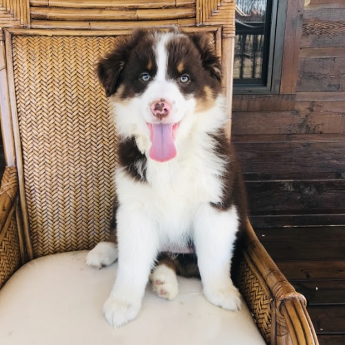 Australsk� ov��k �t��ata �t��ata na prodej