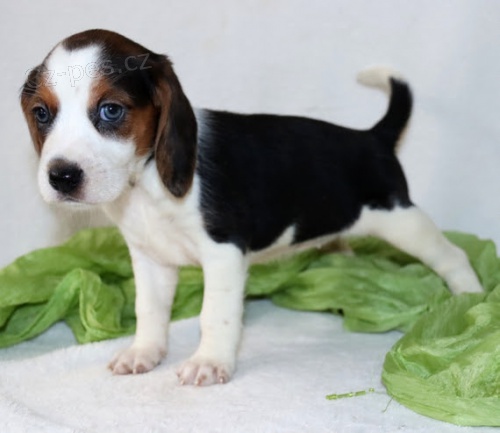 TRIKOL�RA �t��ata Beagle jsou nyn� k dispozici a p�ipravena k prodeji