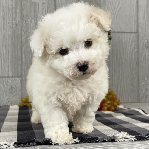 K dispozici jsou kr�sn� �t��ata Bichon frize a p�ipravena k prodeji.