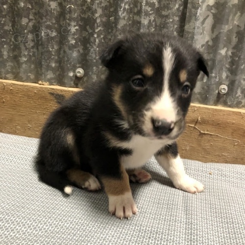roztomil� �t���tka border kolie na prodej