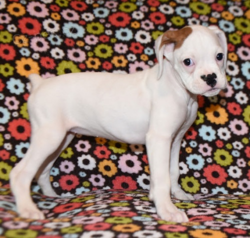 B�l� kr�sn� �t��ata n�meck�ho boxera na prodej