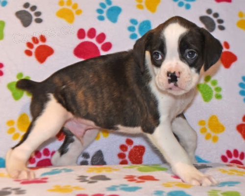 kr�sn� �t��ata n�meck�ho boxera na prodej