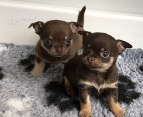 kr�sn� a roztomil� �ivava mini