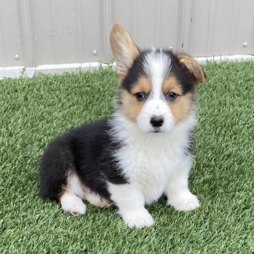kr�sn� Pembroke Welsh Corgi �t��ata �t��ata na prodej.