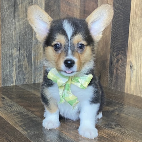 roztomil� �t��ata Pembroke Welsh Corgi Puppies na prodej.