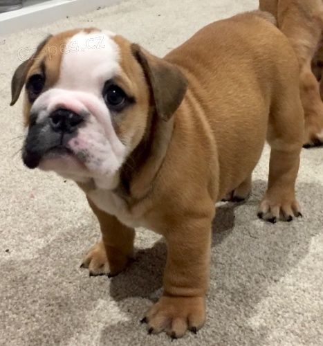 Kr�sn� a and�lsk� �t��ata anglick�ho buldoka na prodej