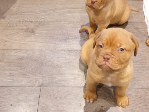 Zdrav� �t��ata Dogue de Bordeaux na prodej