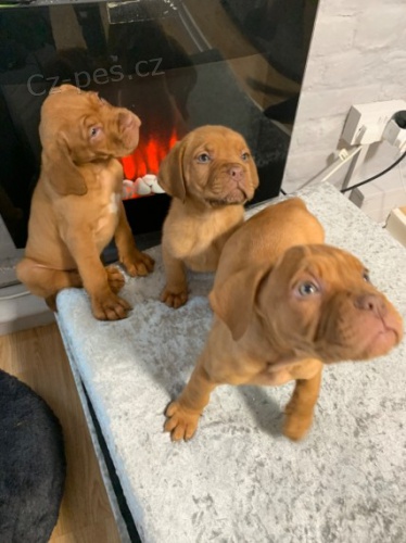 Zdrav� �t��ata Dogue de Bordeaux na prodej