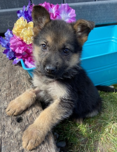 �t��ata n�meck�ch ov��k� na prodej