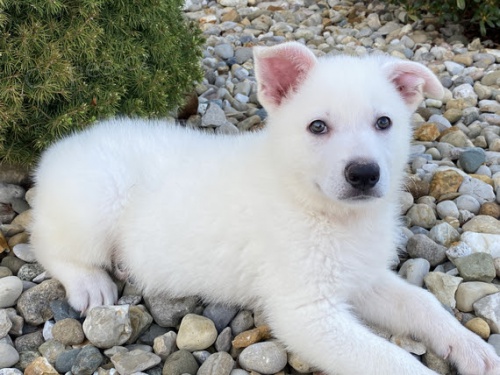 b�l� �t��ata n�meck�ch ov��k� na prodej