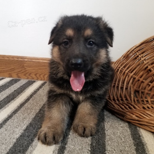 �t��ata n�meck�ch ov��k� na prodej