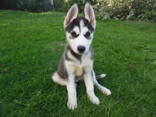 Rozko�n� sibi�sk� husky s kr�sn�mi modr�mi o�ima.