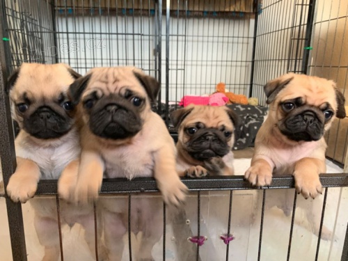 Kr�sn� b�ov� �t��ata mops na prodej