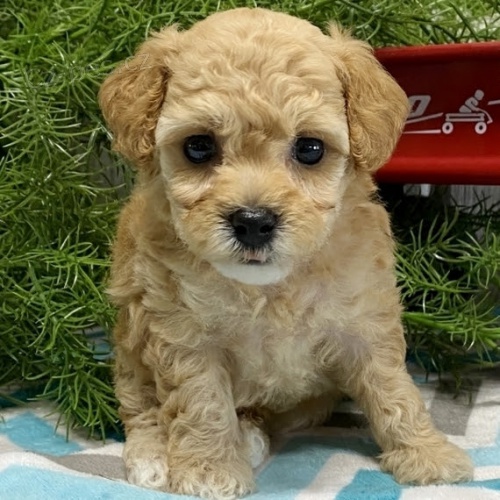 zdrav� �t��ata pudla na prodej.