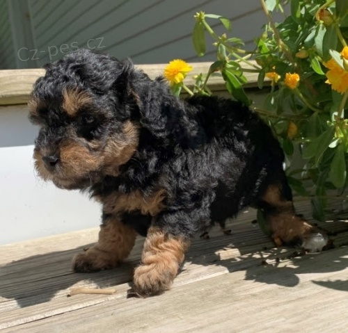 �ern� zdrav� pudl �t��ata na prodej.