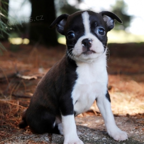 hygienicky a soci�ln� vycvi�en� �t��ata bostonsk�ho teri�ra na prodej.