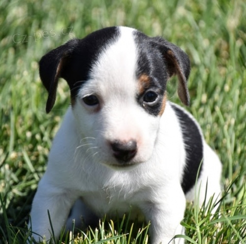 Kr�sn� a rozko�n� �t���tka Jack Russell na prodej.