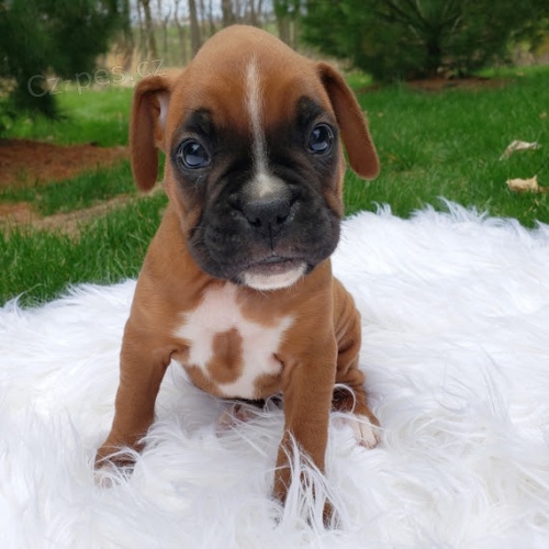 Kr�sn� �t��ata n�meck�ho boxera na prodej