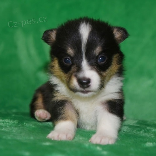 kr�sn� a rozko�n� Pembroke Welsh Corgi �t��ata �t��ata na prodej.