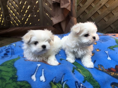 maltsk� �t���tka na prodej.