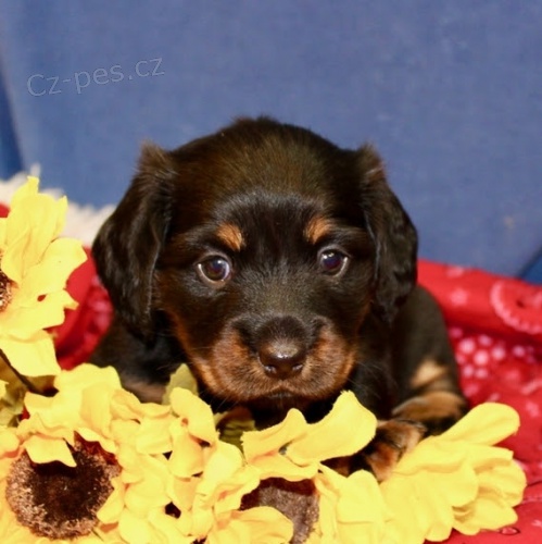 zdrav� �t��ata jezev��k� na prodej