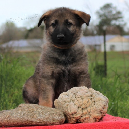 �t��ata n�meck�ch ov��k� na prodej