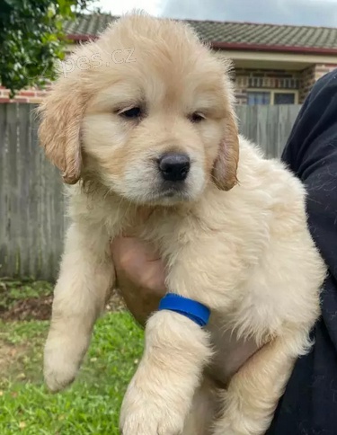 Miluj�c� �t��ata zlat�ho retr�vra k dispozici 