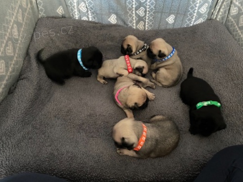 Ohromuj�c� �t��ata Pug, registrovan� Kc