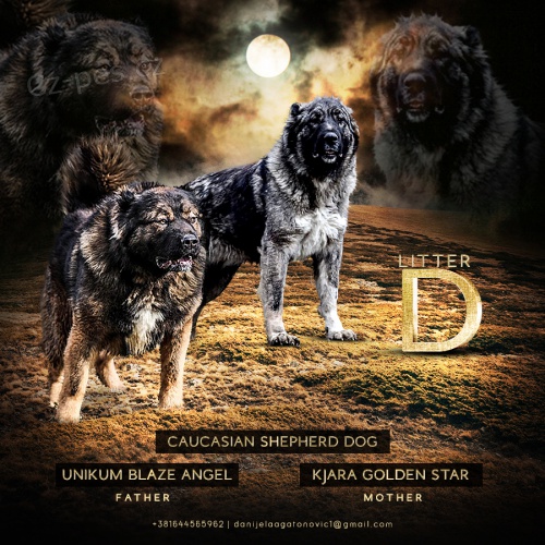 Kavkazsk� ov��k �t��ata