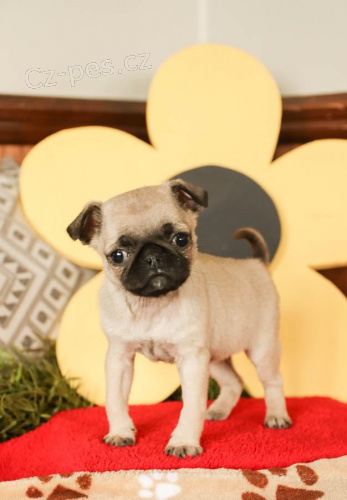 Rozko�n� �t���tka Mops �t��ata k dispozici