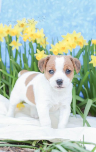 sladk a odchoz tata Jack Russell Terrier 