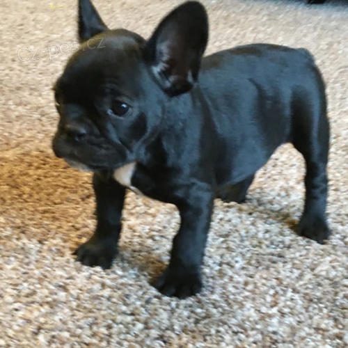 �ERN� Francouzsk� buldo�ek �t��ata na prodej.