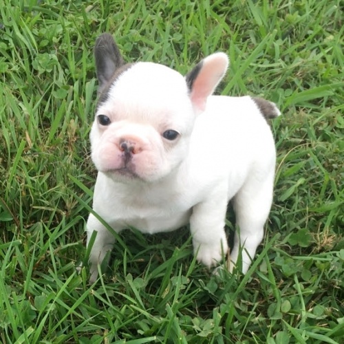 B�L� Francouzsk� buldo�ek �t��ata na prodej.