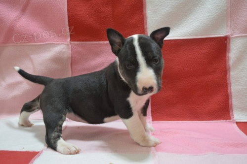 kr�sn� �t��ata anglick�ho bulteri�ra na prodej.