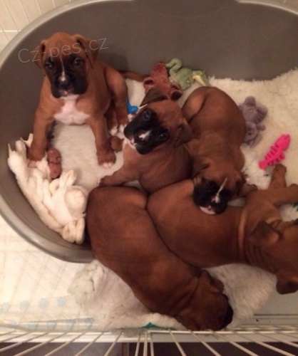 Kr�sn� �t��ata n�meck�ho boxera na prodej