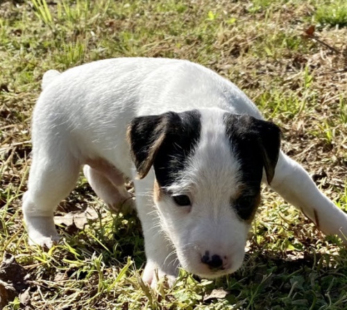 zdrav� �t��ata Jack Russell TERI�R na prodej.