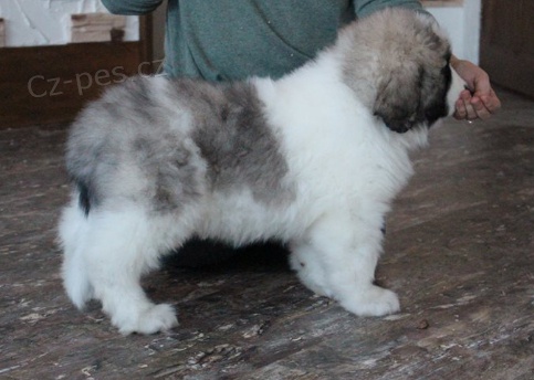 Pyrenejsk doga tata k adopci 