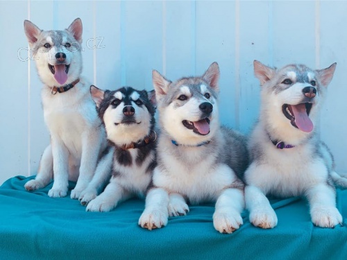 Sibi�sk� husky (hasky) - puppy-FCI