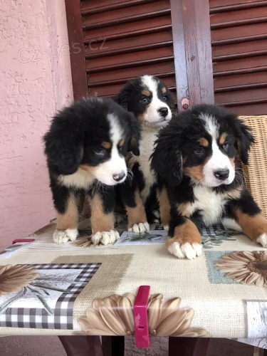 �t��ata bernsk�ho sala�nick�ho psa