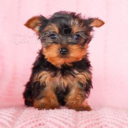 Chummy Yorkshire teri�r