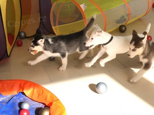 modr oi ttka sibiskho husky pro adopci. kontakt pro vce informac a obrzk